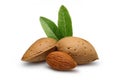 Almond Royalty Free Stock Photo