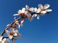 Almond almods tree flower background srping