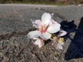 Almond almods tree flower background srping