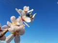 Almond almods tree flower background srping