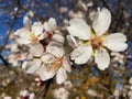 Almond almods tree flower background srping