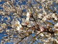 Almond almods tree flower background srping