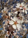 Almond almods tree flower background srping