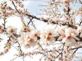 Almond almods tree flower background srping Royalty Free Stock Photo