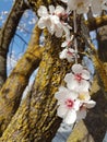 Almond almods tree flower background srping