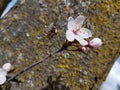 Almond almods tree flower background srping