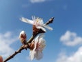 Almond almods tree flower background srping Royalty Free Stock Photo