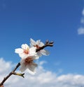 Almond almods tree flower background srping