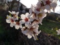 Almond almods tree flower background srping