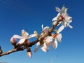 Almond almods tree flower background srping