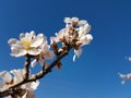 Almond almods tree flower background srping