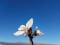 Almond almods tree flower background srping