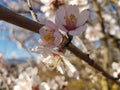 Almond almods tree flower background srping