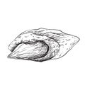 Almond - black and white illustration Royalty Free Stock Photo