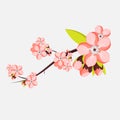 Almond or apricot branch in blossom on white background