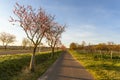 Almond blossom along the German Wine Route near Bad Duerkheim, Rhineland-Palatinate, Germany Royalty Free Stock Photo