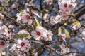 Almond blossom Royalty Free Stock Photo