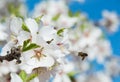 Almond Blossom And Bee