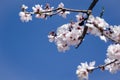 Almond blossom blooming in spring with blue sky in the background. Spring concept