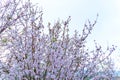 almond blossom blue sky background Royalty Free Stock Photo