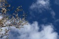 Almond blossom with blue sky Royalty Free Stock Photo