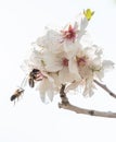 Almond blossom branch and two bees with white background in landscape format Royalty Free Stock Photo