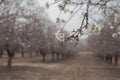 Almond blossom close up Almond Orchard trees background early spring blooming Royalty Free Stock Photo