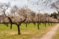 Almond blossom fields. Blooming almond trees Royalty Free Stock Photo