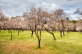 Almond blossom fields. Blooming almond trees. Royalty Free Stock Photo