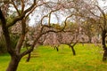 Almond blossom fields. Blooming almond trees. Royalty Free Stock Photo