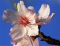 Almond blossom flower