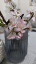 Almond Blossom, Flower, Spring, Garden, Nature, Tree