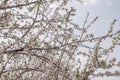 Almond blossom flowers and branches over blue sky background spring seasonal plant blooming Royalty Free Stock Photo