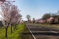 Almond blossom on the German Wine Route near Bad Duerkheim, Rhineland-Palatinate, Germany Royalty Free Stock Photo