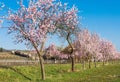 Almond blossom on the German Wine Route near Bad Duerkheim, Rhineland-Palatinate, Germany Royalty Free Stock Photo