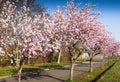 Almond blossom on the German Wine Route near Bad Duerkheim, Rhineland-Palatinate, Germany Royalty Free Stock Photo