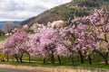 Almond blossom in Gimmeldingen, German Wine Route,  Rhineland-Palatinate, Germany Royalty Free Stock Photo
