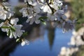 Almond tree flowers with lake in the background