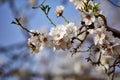 Almond blossom on naked branches in the spring, full frame with blue sky, white and pink flowers. Mallorca, Majorca Royalty Free Stock Photo