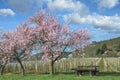 Almond Blossom in Palatinate,Germany Royalty Free Stock Photo