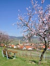 Almond Blossom in the Palatinate,Germany Royalty Free Stock Photo