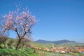 Almond Blossom in the Palatinate,Germany Royalty Free Stock Photo