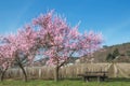 Almond Blossom,Palatinate,Germany Royalty Free Stock Photo