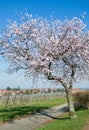 Almond Blossom in Palatinate,Germany Royalty Free Stock Photo