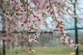 Almond blossom with pink hues in full bloom at Badamwari Srinagar in Kashmir with background out of focus and backlit