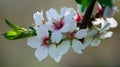 Almond Blossom Prunus dulcis flowers blossoms Royalty Free Stock Photo