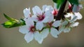 Almond Blossom Prunus dulcis flowers blossoms