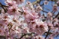 Almond blossom in spring in Bulgaria
