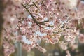 Almond blossom in spring in Bulgaria