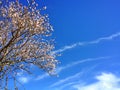 Almond blossom , spring pictures